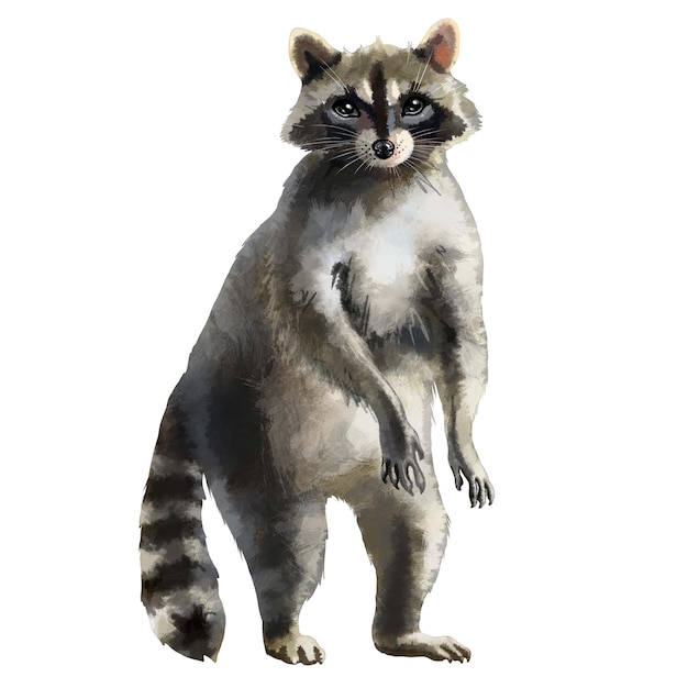 アライグマは完全に成長して後ろ足で立っています 縞模様の尾足と面白い銃口