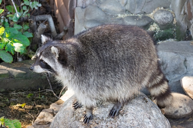 Raccoon on stone