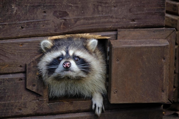 Raccoon stuck its muzzle out house