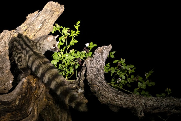 A raccoon in a tree trunk with a green plant growing out of it.