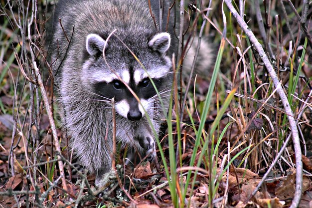 Photo raccoon walking in the wild