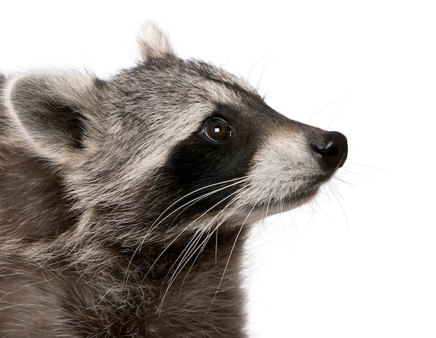 Photo raccoon