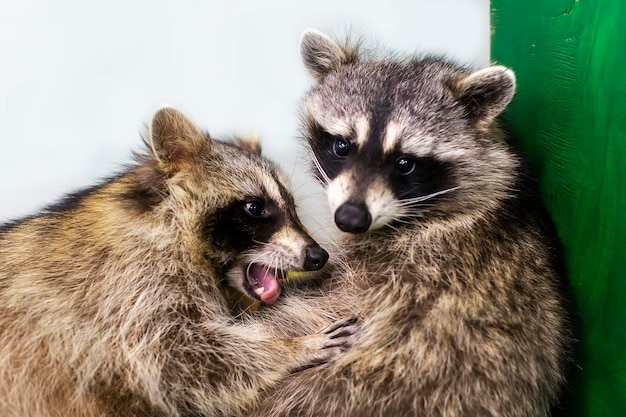 Raccoons hug each other love animals