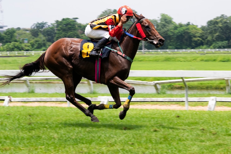Photo race horse and jockey jumping over a hurdle 