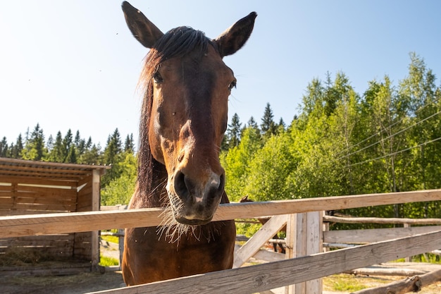 競馬場のコンセプト現代動物家畜茶色の馬の種馬が訓練コラでリラックスしたストールで