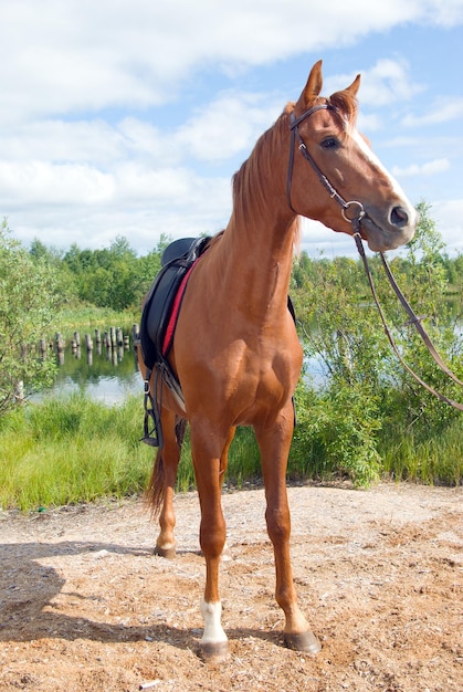 Photo racehorse outdoor