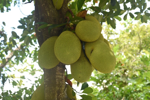 raceme of jackfruit on jack tree in vietnam