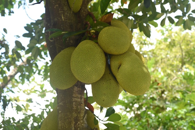 Raceme of jackfruit on jack tree in Vietnam