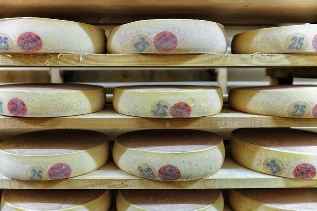 Rack of aging Gruyere de Comte Cheese on wooden shelves in maturing cellar in Franche Comte dairy in France