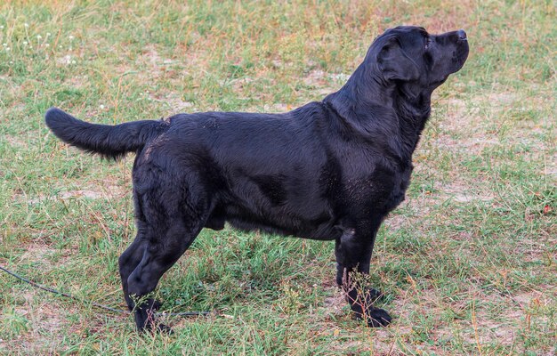 Photo rack of a black service dog labrador