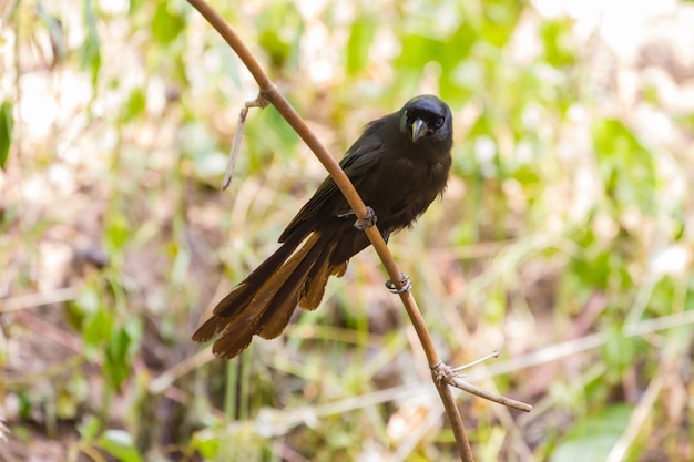 라켓 꼬리 Treepie. (Crypsirina temia)