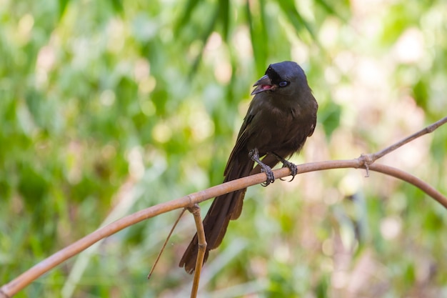 라켓 꼬리 Treepie. (Crypsirina temia)