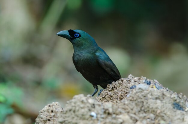 Treepie dalla coda a racchetta (crypsirina temia)