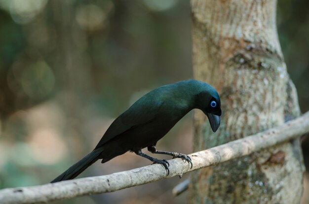 ラケットはTreepieを尾しました。（Crypsirina temia）