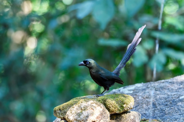 Racket-tailed treepie perching on the rock in the forest 