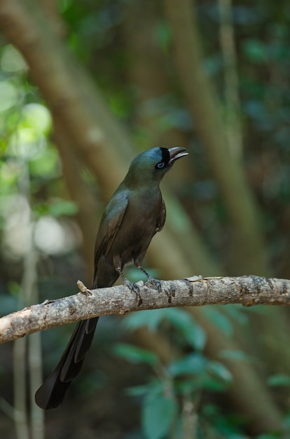 Racket-tailed Treepie standing on tree