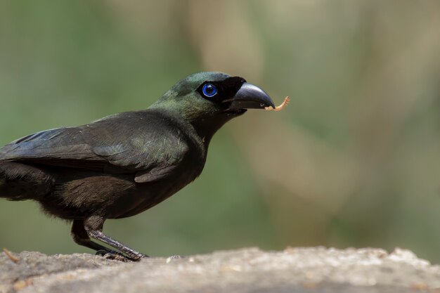 Foto treepie dalla coda a racchetta