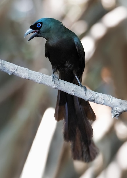 写真 木の上のラケットテールツリーパイ鳥