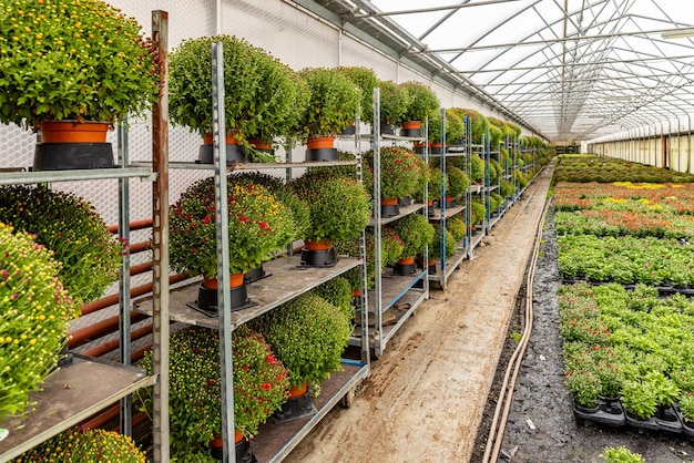 Racks of potted chrysanthemums