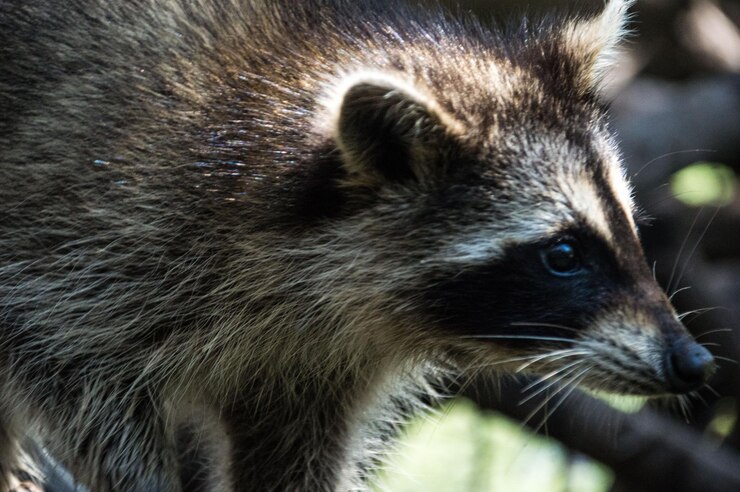 Photo racoon in the swamp