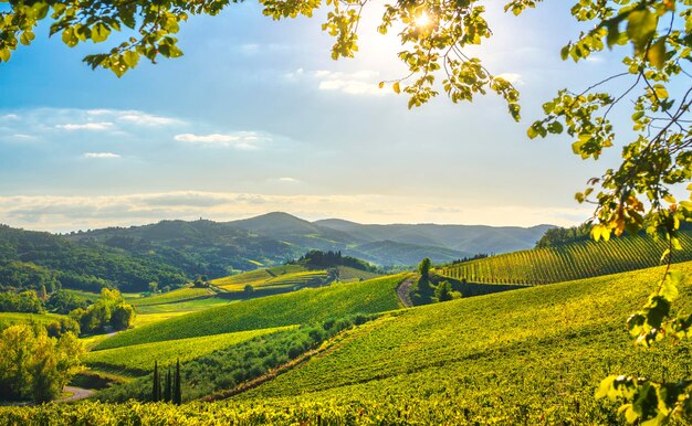 Radda in Chianti vineyard and panorama at sunset Tuscany Italy