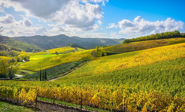 Photo radda in chianti vineyard and panorama tuscany italy