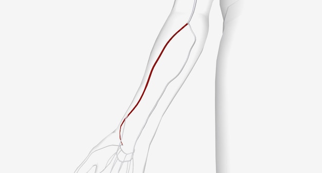Foto l'arteria radiale è un'arteria importante nell'avambraccio che fornisce sangue alla parte inferiore del braccio e alla mano