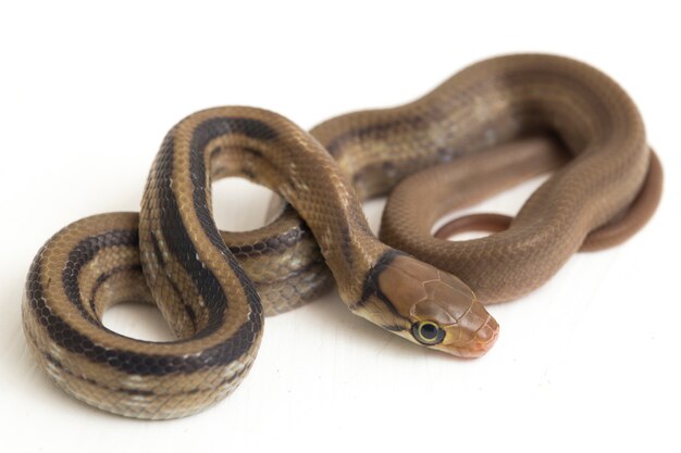 The radiated  copperhead rat snake  isolated on white