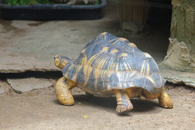 Radiated tortoise is walkingIs 