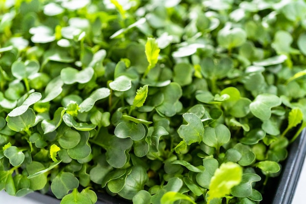 Radijs microgreens oogsten uit een grote plastic bak