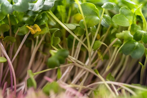 Radijs microgreens oogsten uit een grote plastic bak