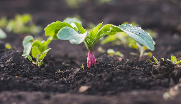 Radijs zaailingen jonge plant groene bladeren in de bodem na regen op eigen tuin.