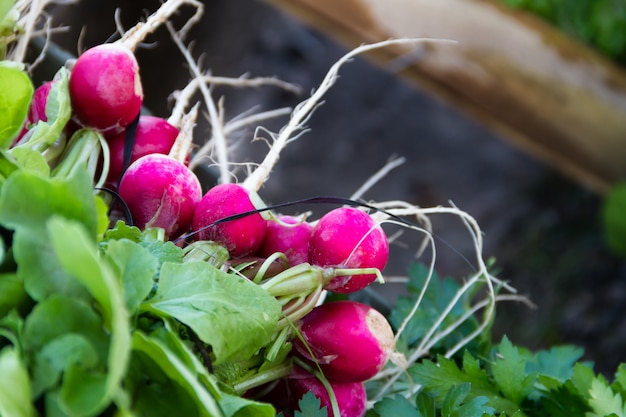 Radijzen geoogst in de biologische tuin te koop op de straatmarkt