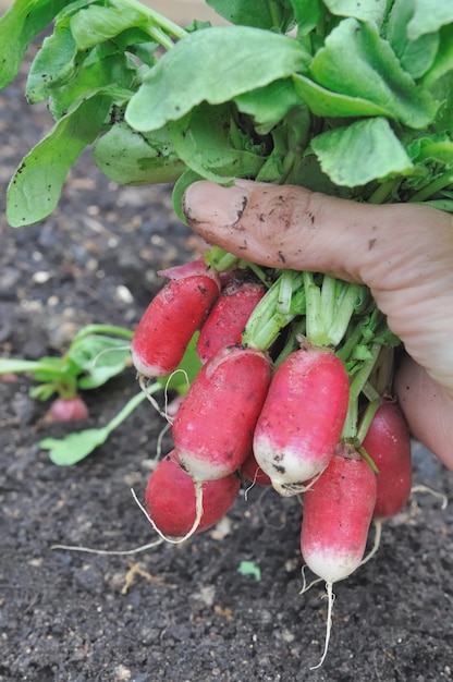 Foto radijzen van moestuin