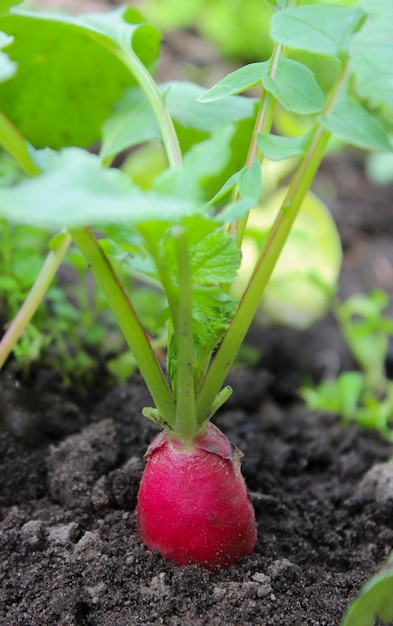 Radish on a bed in a greenhouse closeup