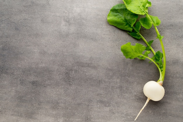 Radish fresh on the gray background.