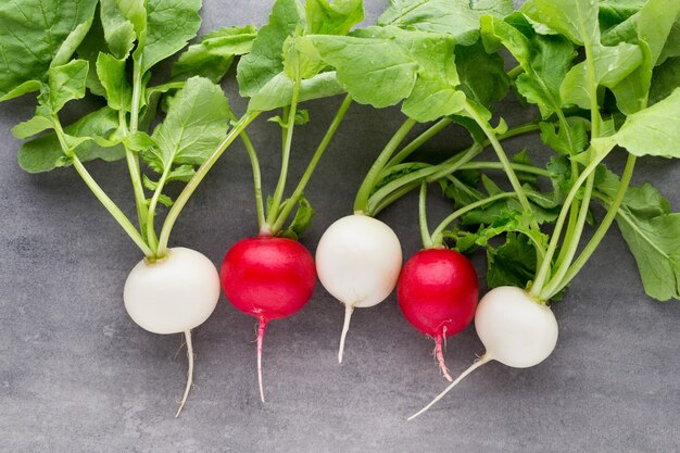 Radish fresh on the gray background.