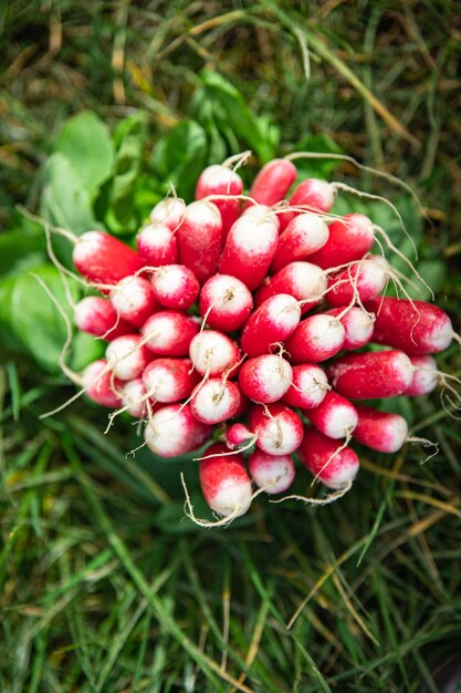 radish fresh harvest vegetable vegetables healthy meal food snack on the table copy space