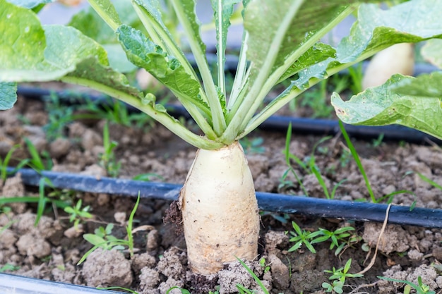 radish growing in the field with drip irrigation