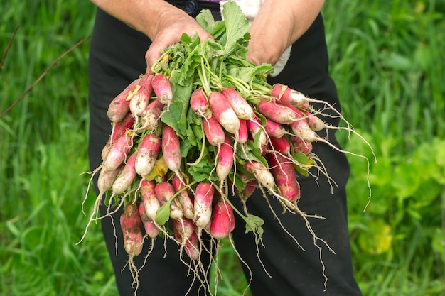 Photo radish in hand. hands gardener. work-worn hands. farmers hands with freshly radish. freshly picked vegetables. unwashed radishes with tops.