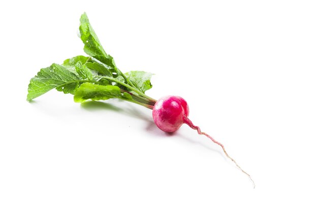 Radish isolated on white vegetables