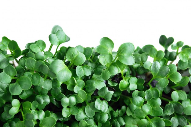 Radish microgreen. Green leaf texture close up isolated on white