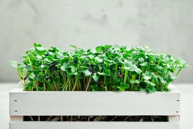 Radish microgreen in a white wooden box.