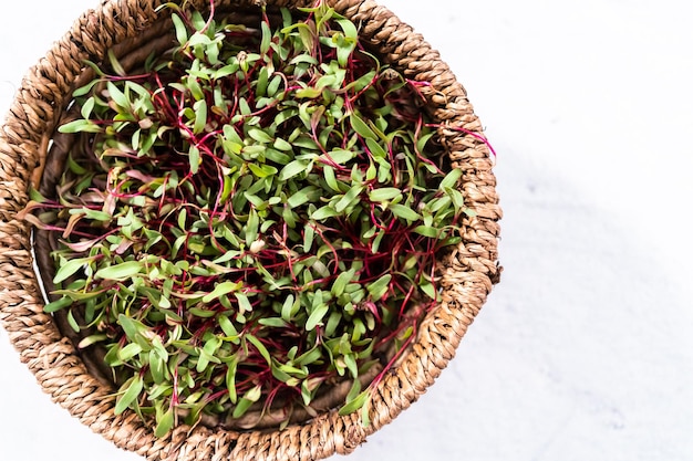 Radish microgreens with purple stems and green leaves in the basket