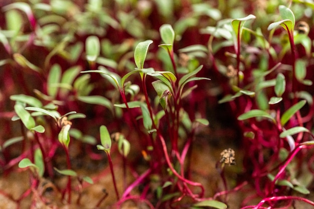 Radish microgreens with purple stems and green leaves in the growing tray.