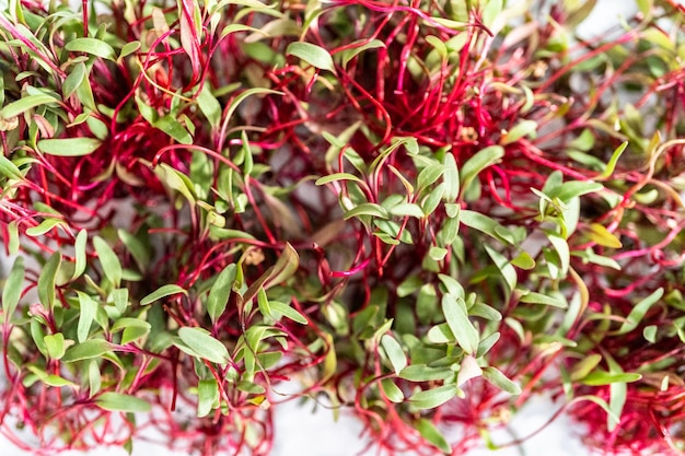 Radish microgreens with purple stems and green leaves on the metal tray