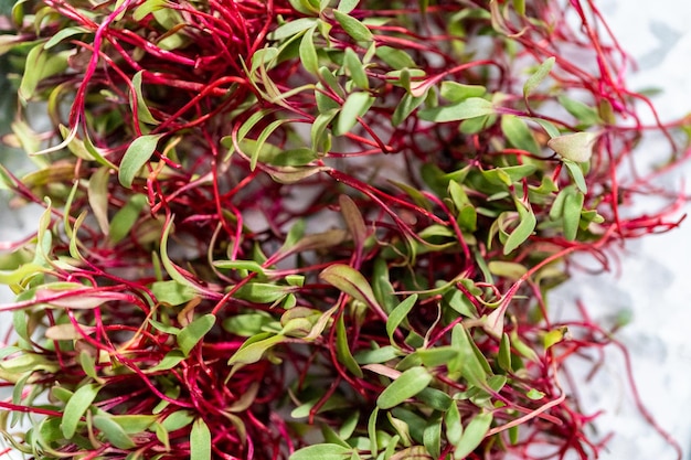 Radish microgreens with purple stems and green leaves on the metal tray