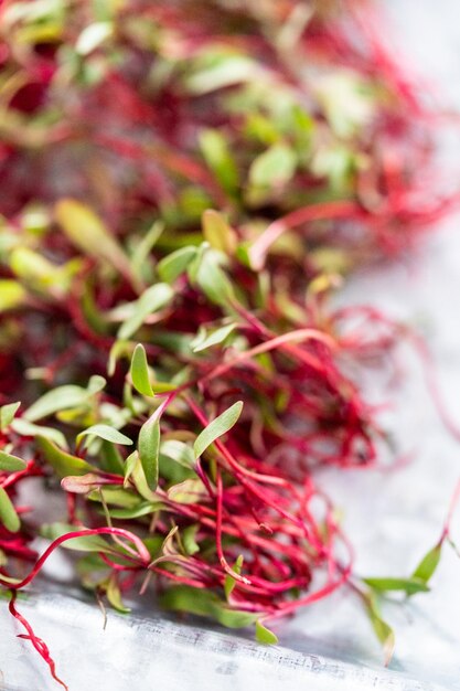 Radish microgreens with purple stems and green leaves on the metal tray