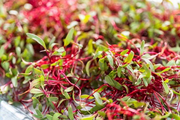 Radish microgreens with purple stems and green leaves on the metal tray