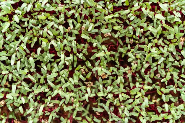 Radish microgreens